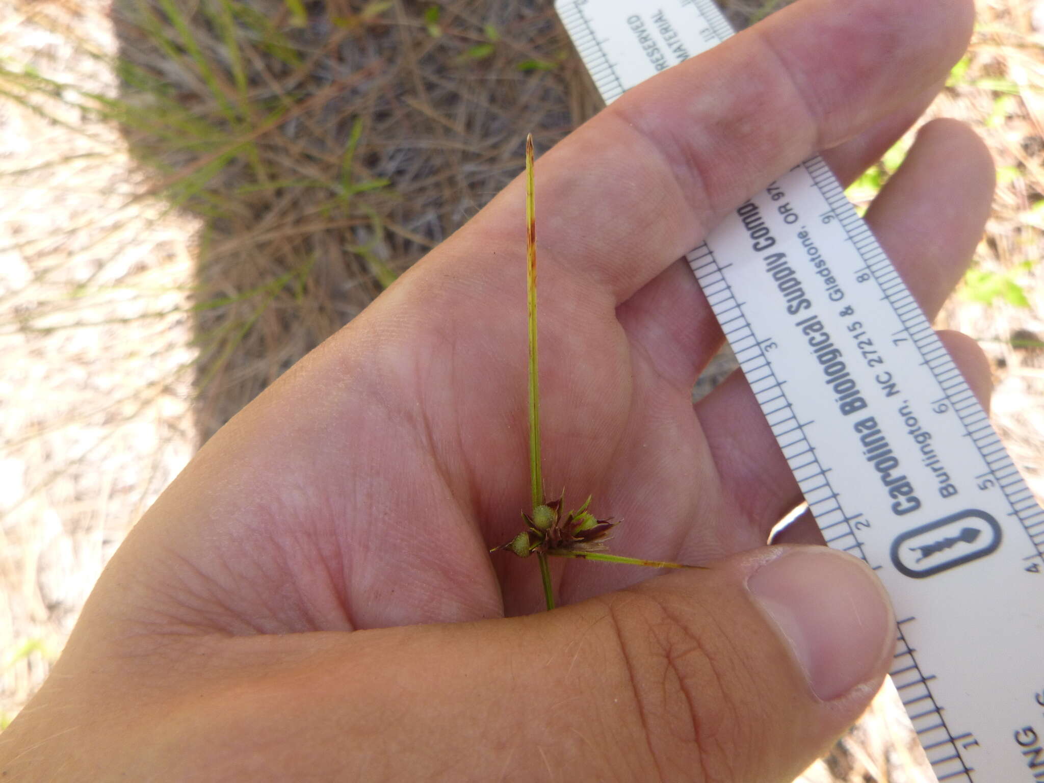 Scleria pauciflora Muhl. ex Willd. resmi