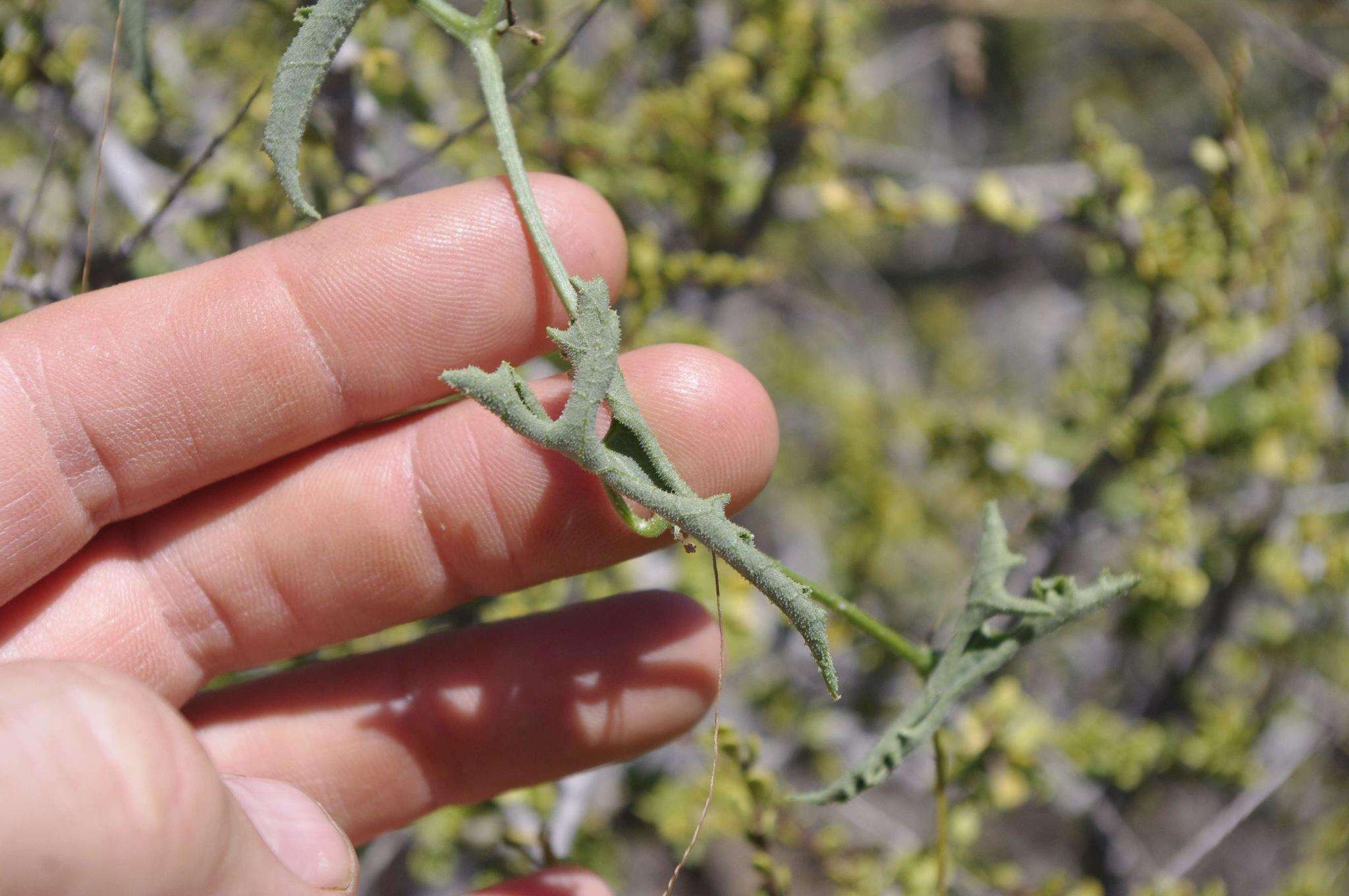 Plancia ëd Corallocarpus welwitschii (Naud.) Hook. fil.