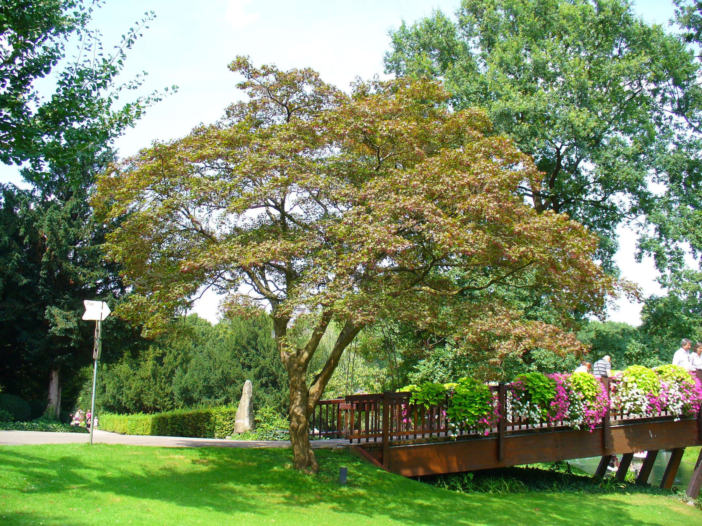 Image of Japanese maple