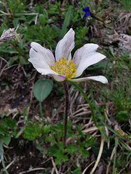 Image of Anemone baldensis subsp. baldensis