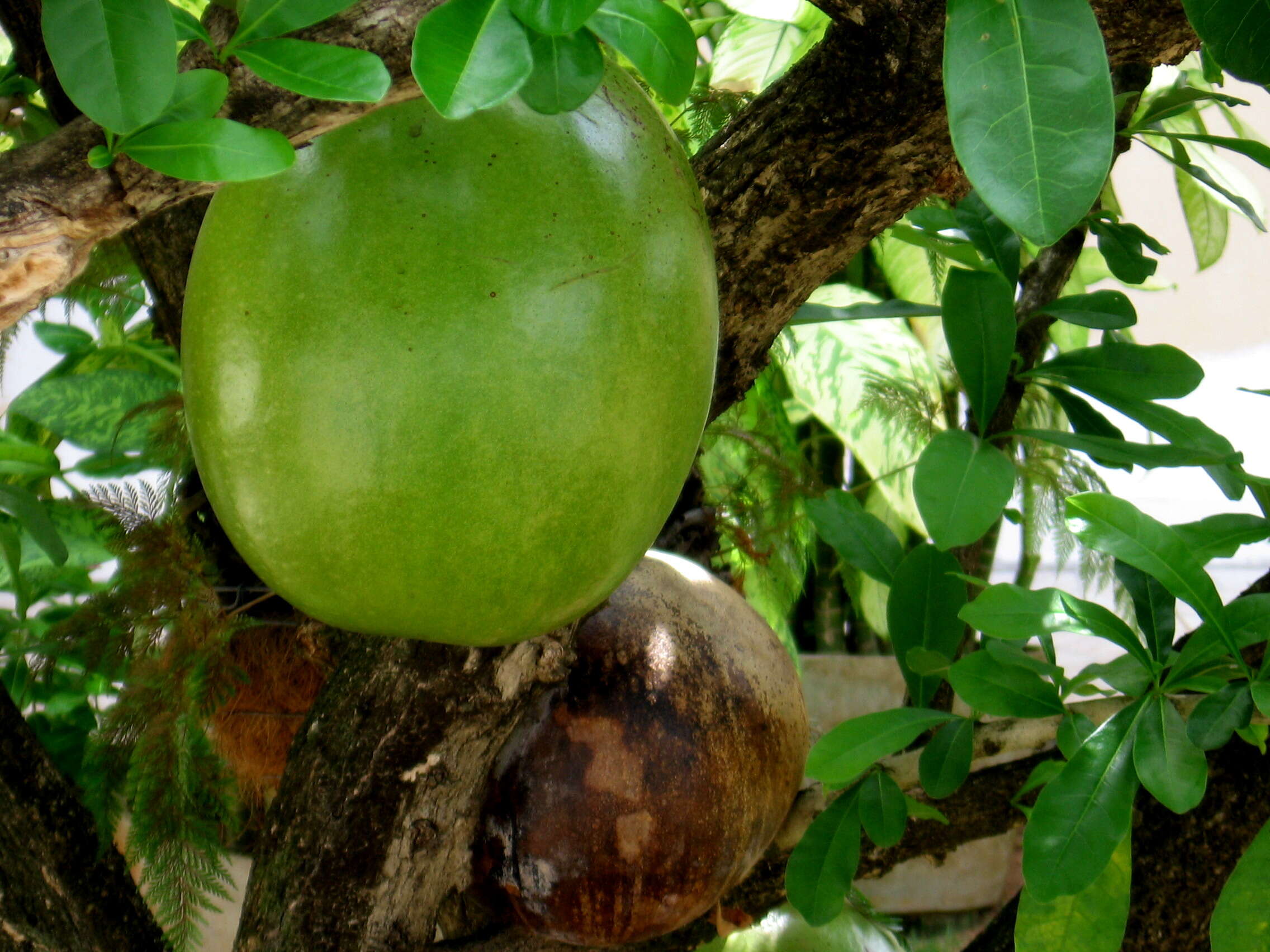 Crescentia cujete L. resmi