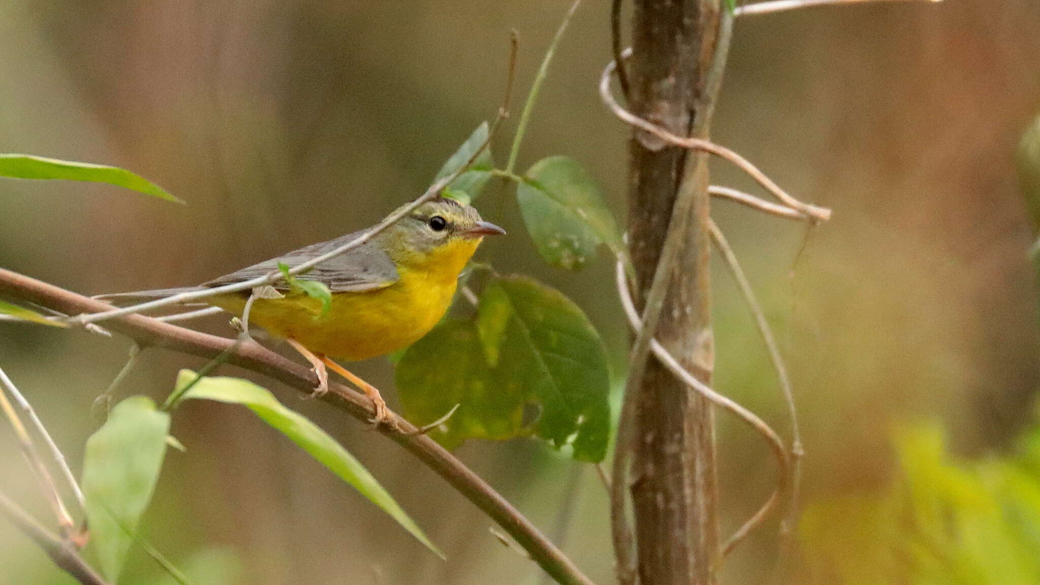 Basileuterus culicivorus (Deppe 1830) resmi