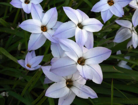 Image of Ipheion