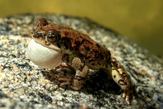 Plancia ëd Anaxyrus punctatus (Baird & Girard 1852)