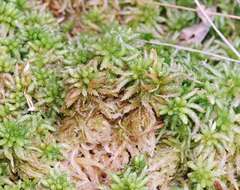 Image of Prairie sphagnum moss