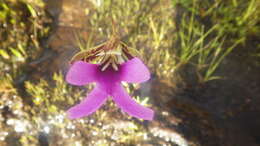 Image de Cynorkis uniflora Lindl.