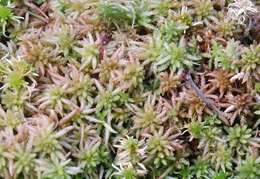 Image of Prairie sphagnum moss