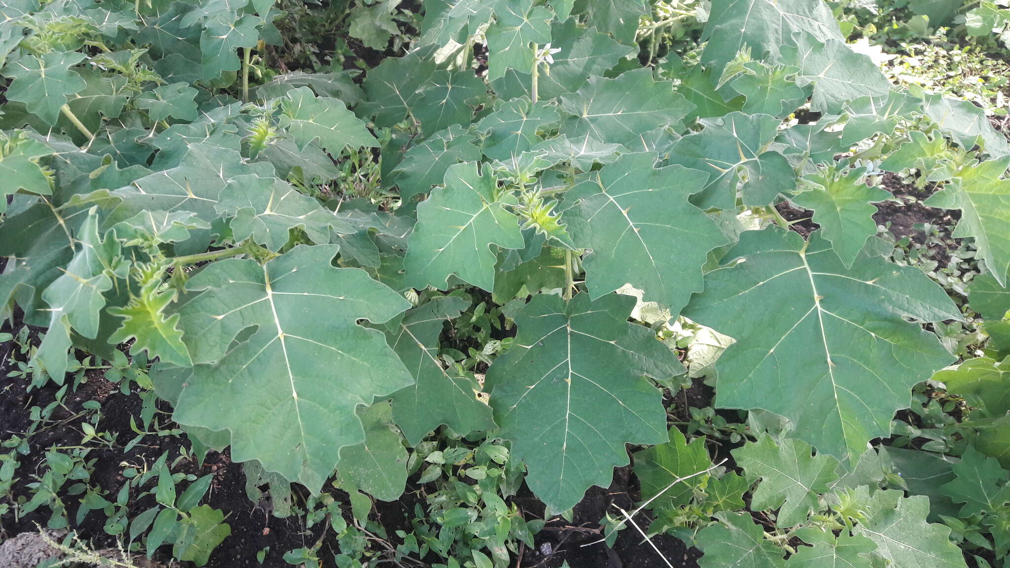 Image of tropical soda apple