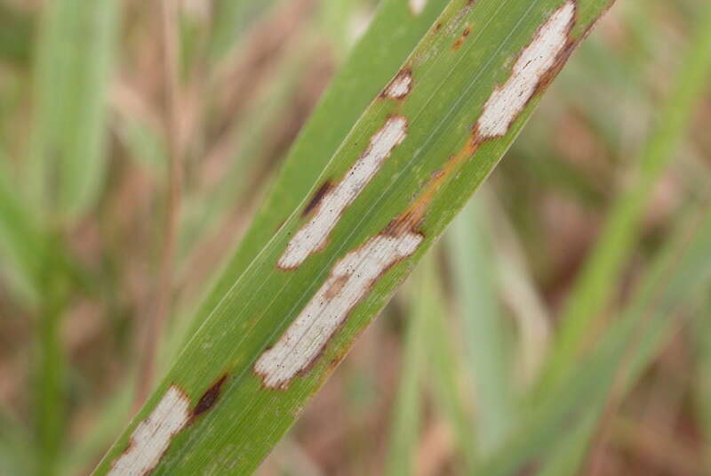 صورة Cynegetis impunctata