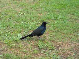 Image of Boat-tailed Grackle