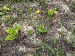 Image of Coastal-Plain Silk-Grass