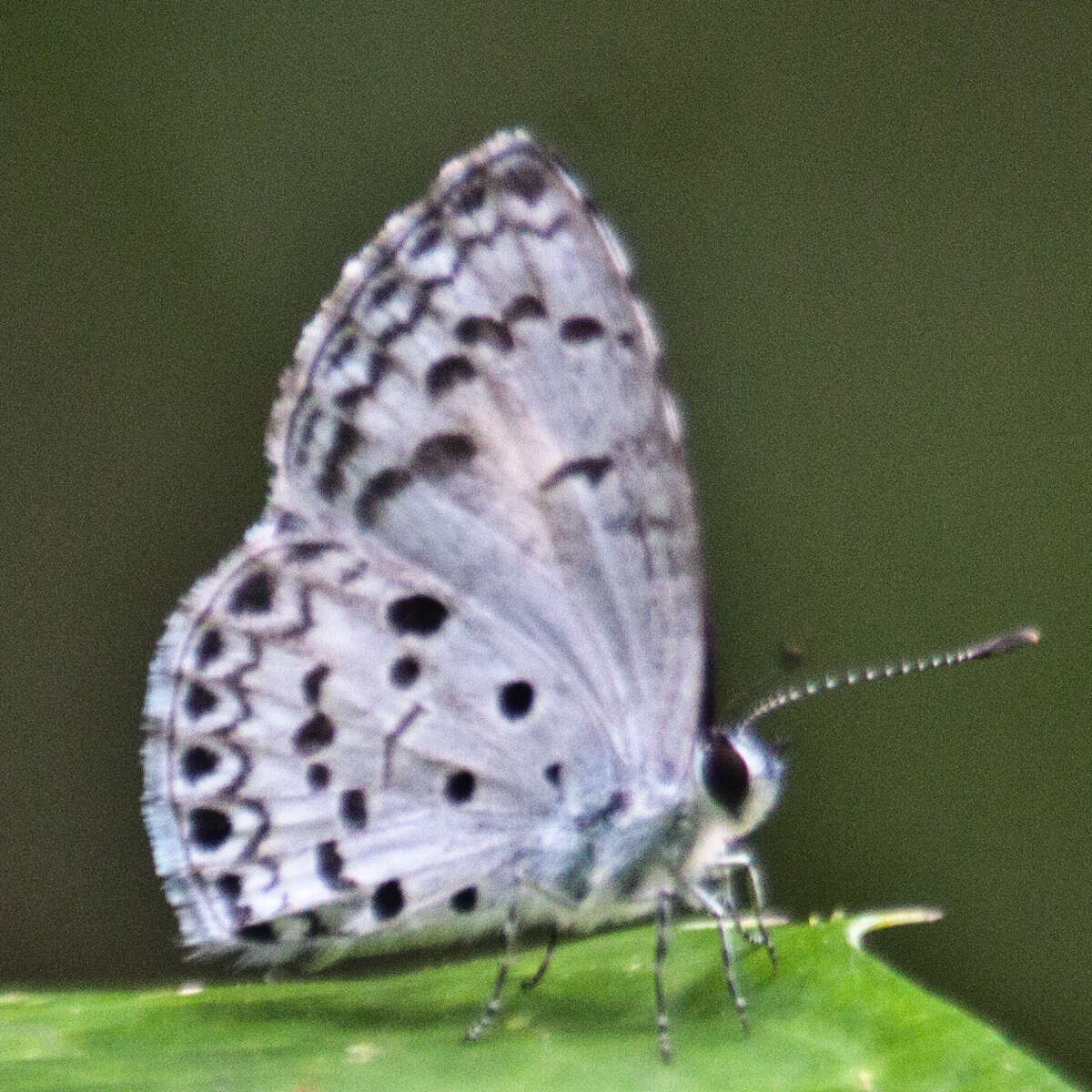 Image of Acytolepis puspa gisca (Fruhstorfer 1910)