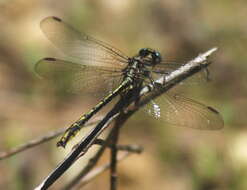 Image of Phanogomphus oklahomensis (Pritchard 1935)