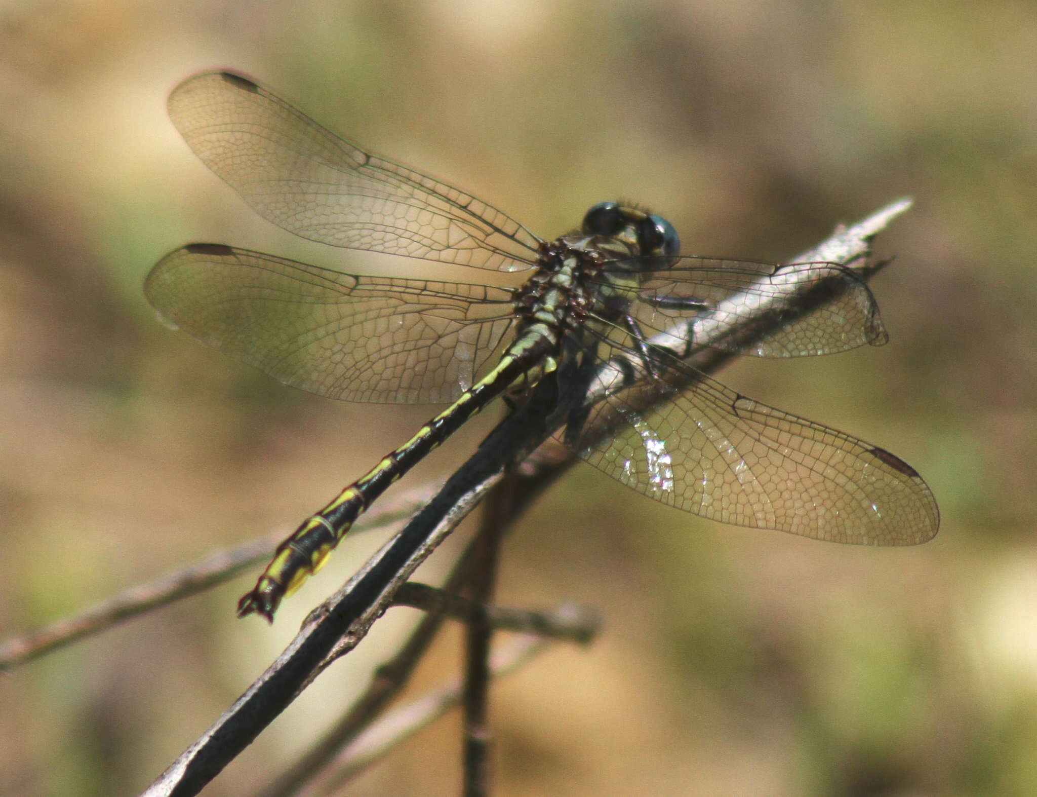 Image of Phanogomphus oklahomensis (Pritchard 1935)