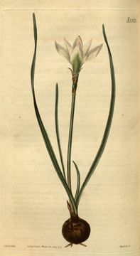 Image of Rosepink zephyrlily