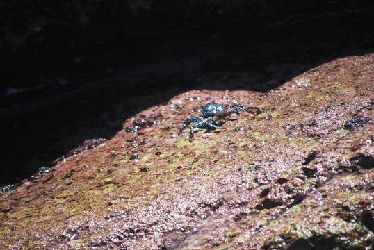 Image of Sally lightfoot crab