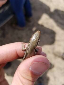 Image of Southern Prairie Skink