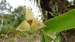 Imagem de Maxillaria erikae Molinari