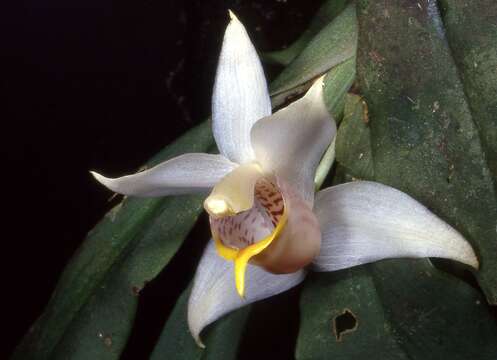 Image of Benzingia