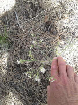 Image of Sticky Cheat Gily-Flower