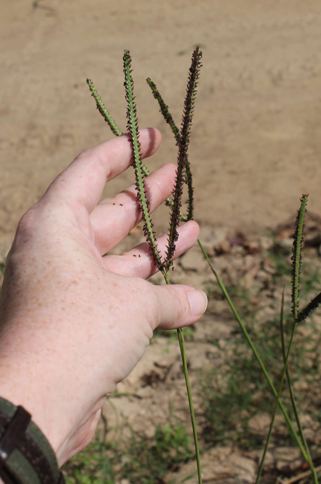 Sivun Paspalum notatum Flüggé kuva