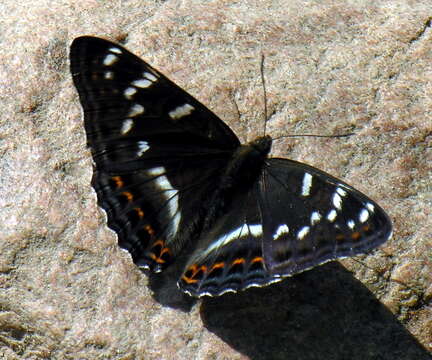 Image of poplar admiral