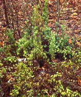 Image of American climbing fern