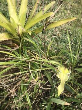 Image of Pearce's Phragmipedium