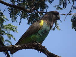 Image of Poicephalus meyeri damarensis Neumann 1898