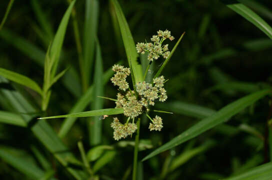 Scirpus atrovirens Willd.的圖片