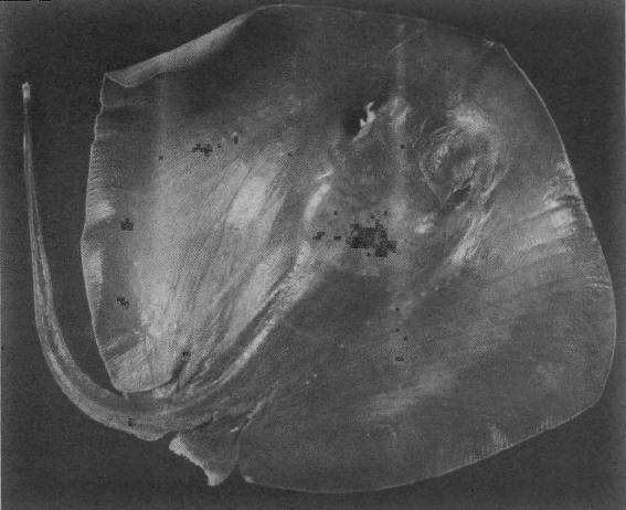 Image of Pitted Stingray