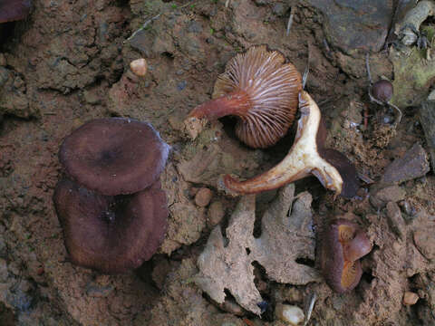 Image of Lactarius serifluus (DC.) Fr. 1838