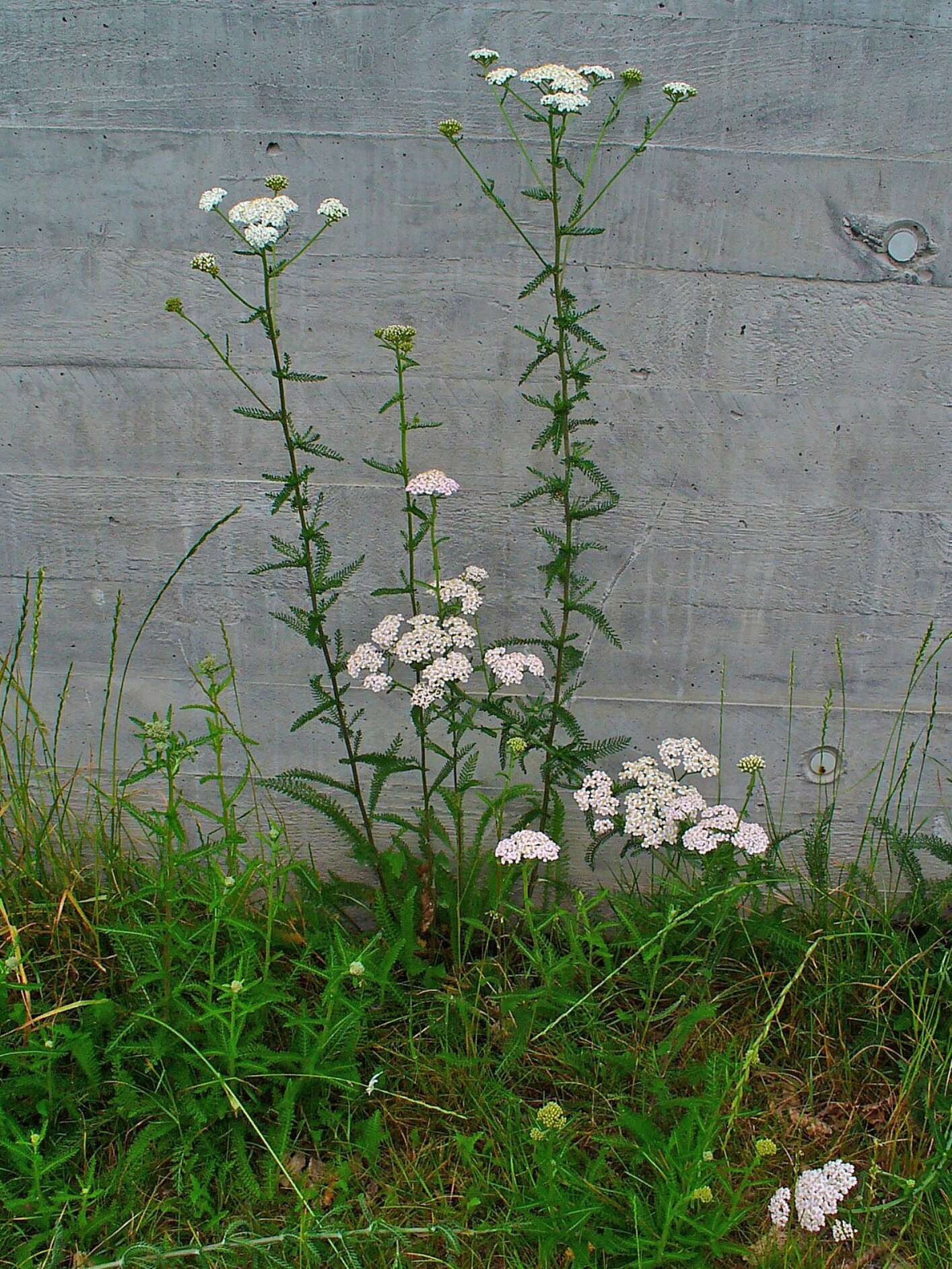 Image of yarrow, milfoil