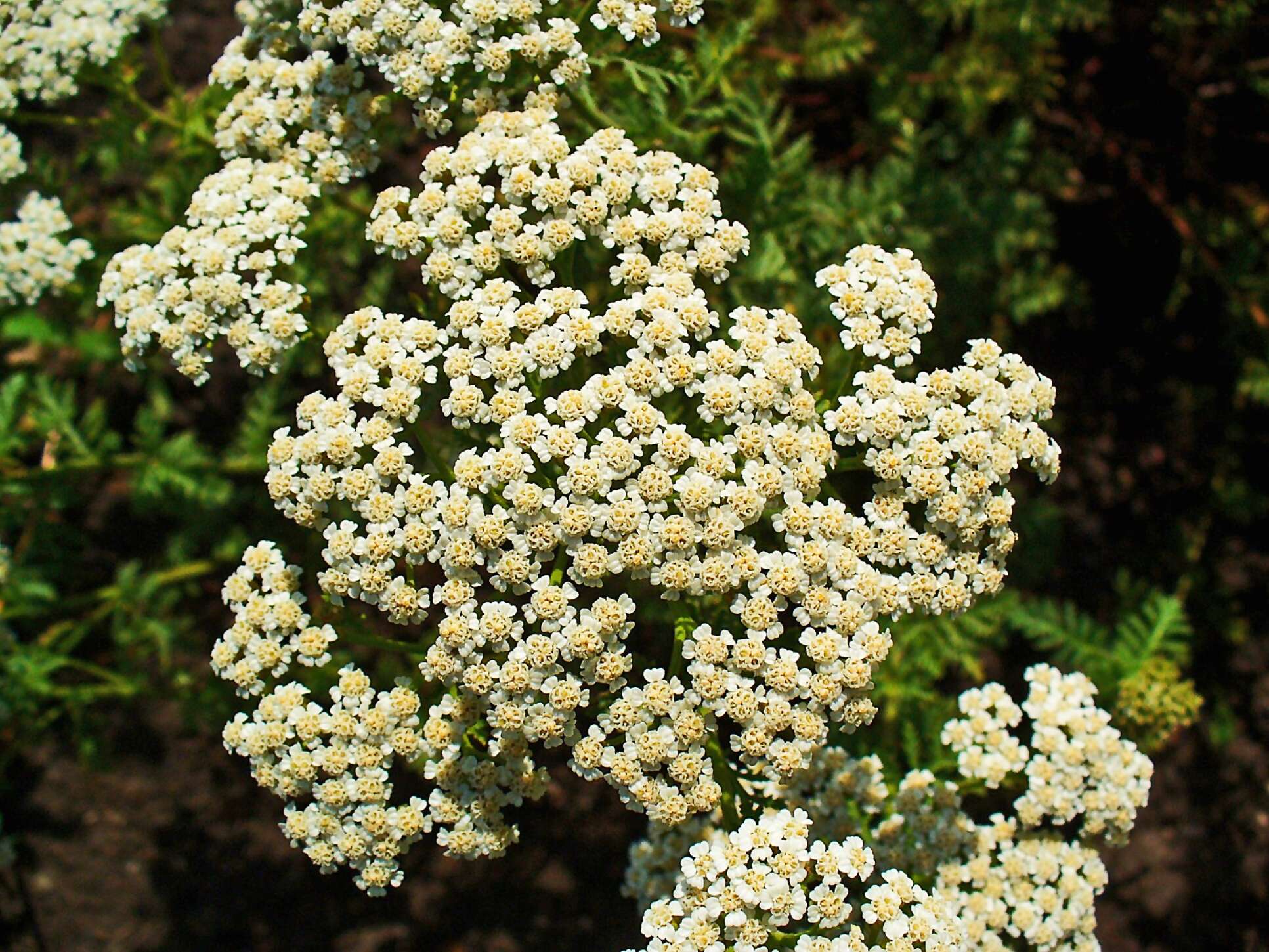 Image of noble yarrow