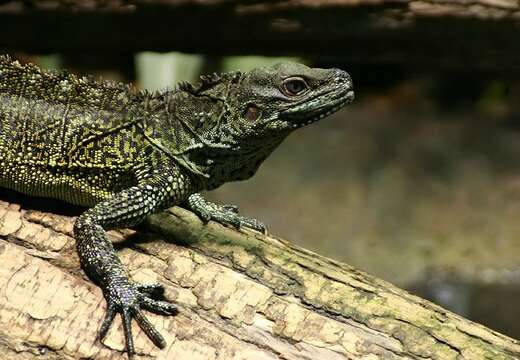 Image of Weber's Sailfin Lizard