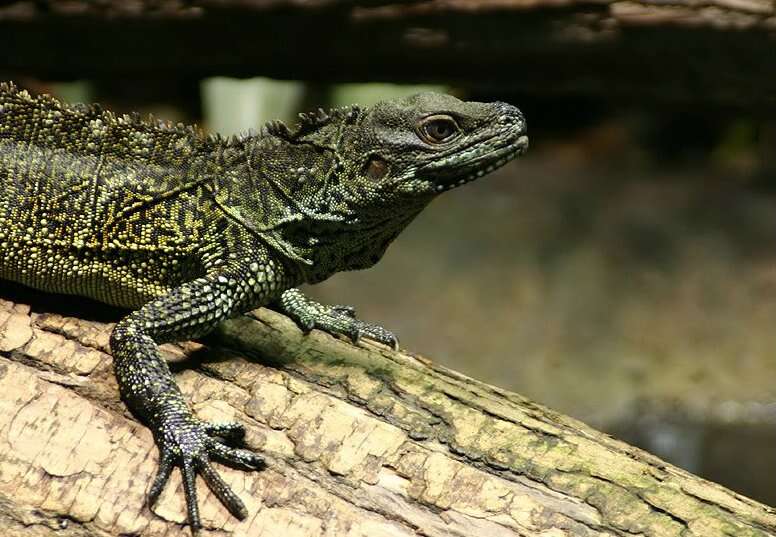 Imagem de Hydrosaurus weberi Barbour 1911