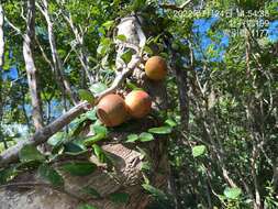 Image of Ficus aurantiaca var. parvifolia
