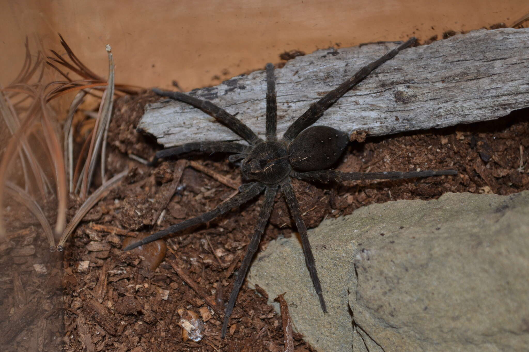 Image of Dolomedes vittatus Walckenaer 1837