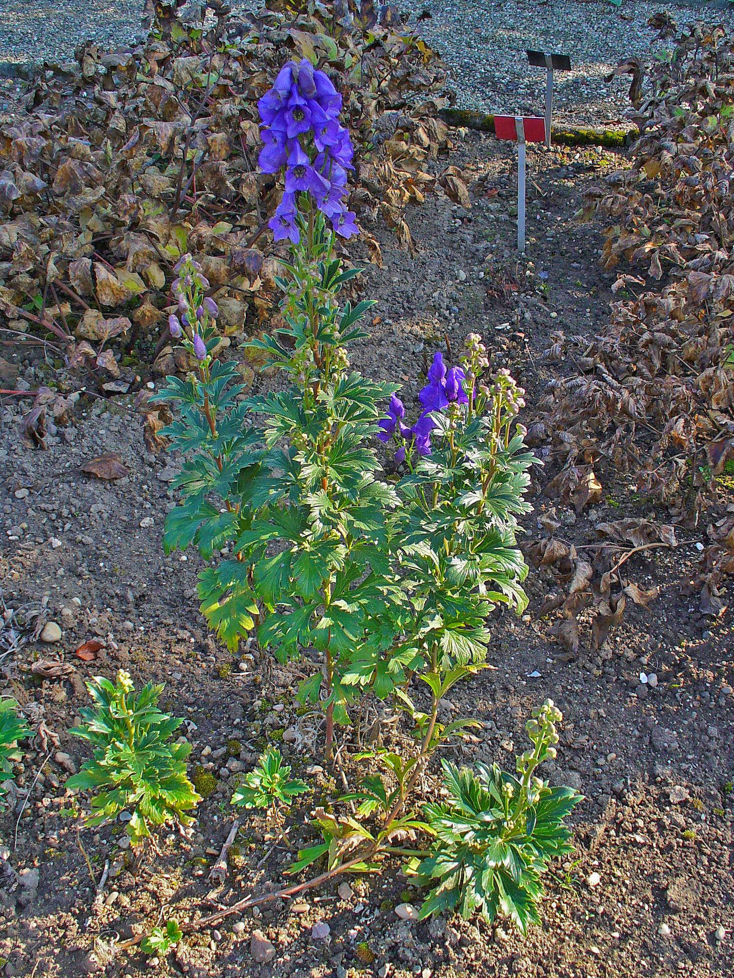 Image of Carmichael's monkshood