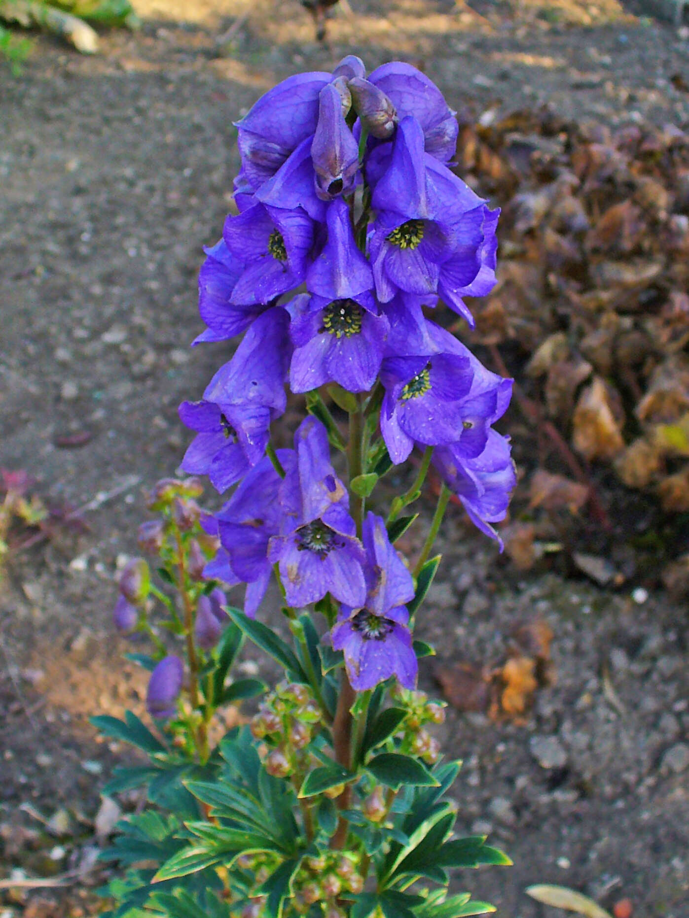 Image of Carmichael's monkshood