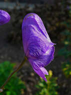 Image of Carmichael's monkshood