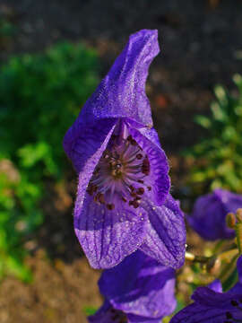 Image of Carmichael's monkshood