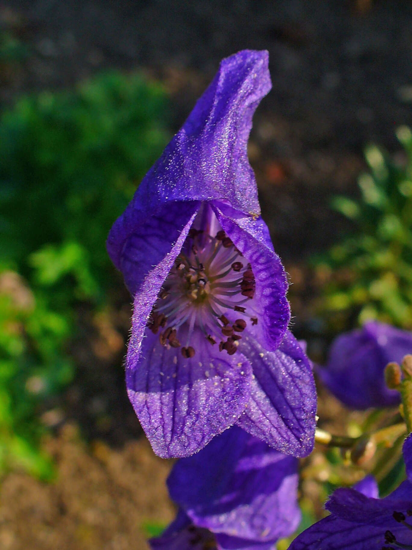 Image of Carmichael's monkshood