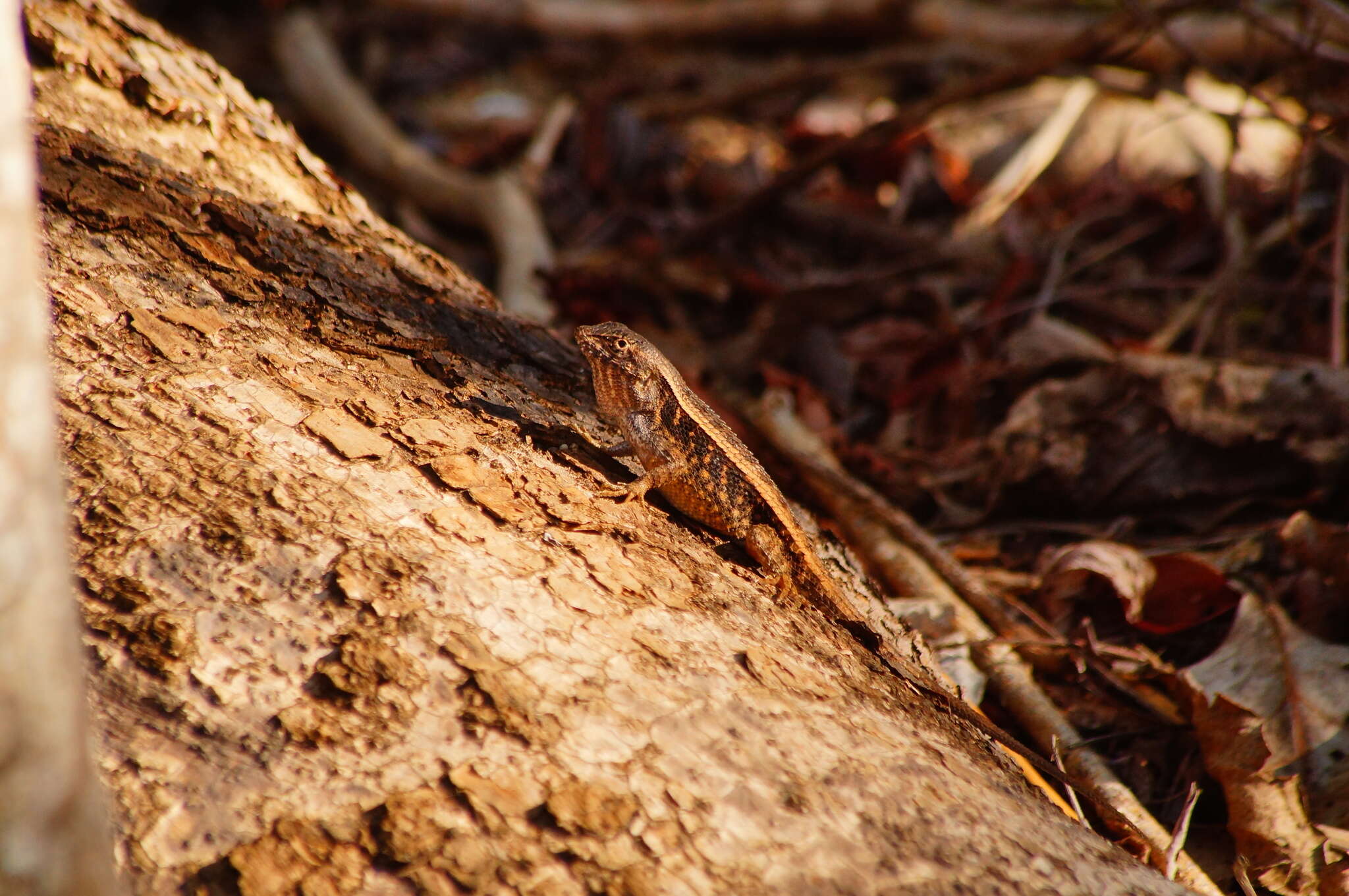 Image of Longtail Spiny Lizard