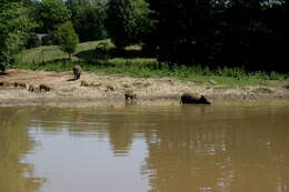 Imagem de Sus scrofa scrofa Linnaeus 1758