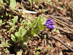 Sivun Scutellaria tuberosa Benth. kuva