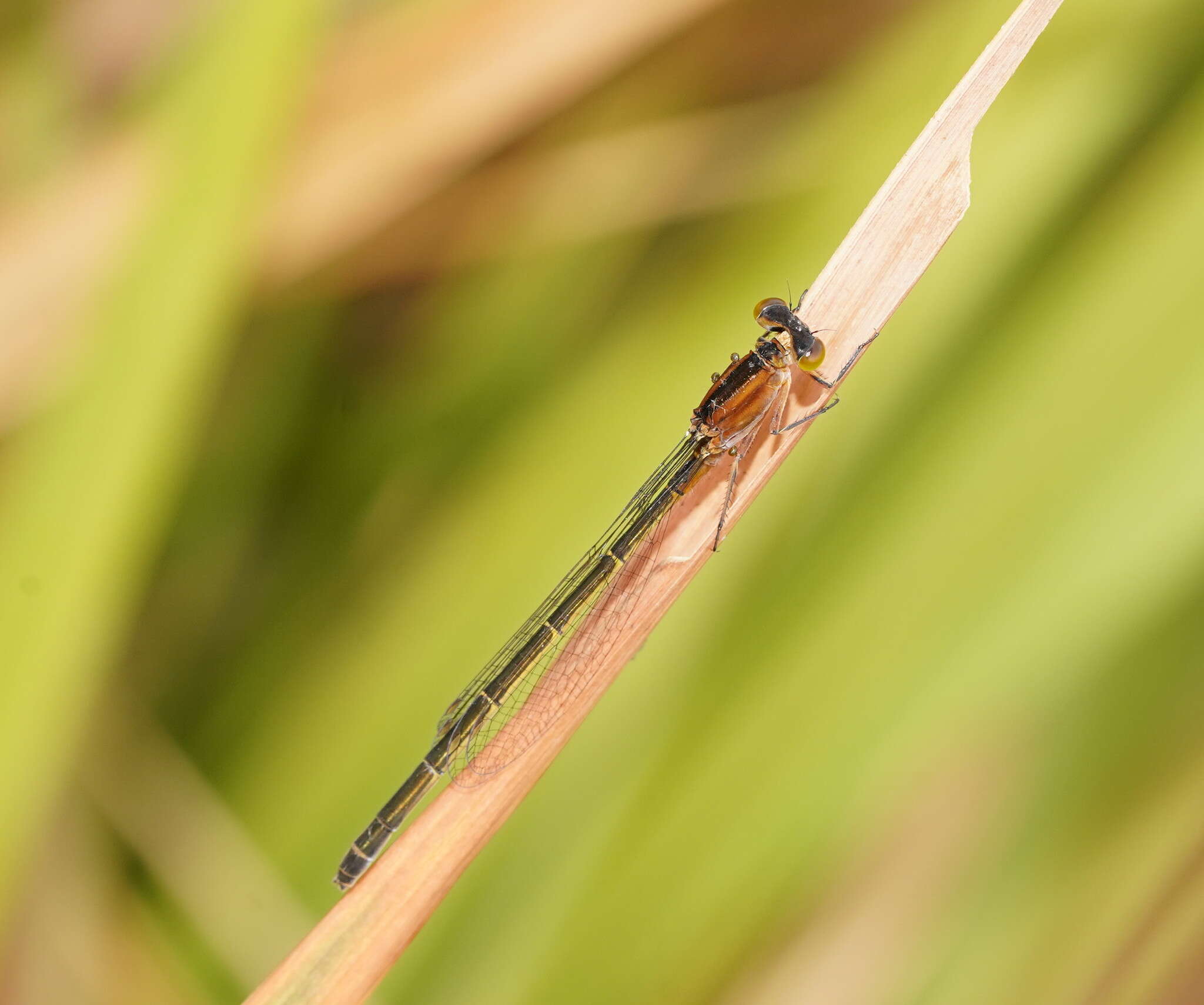 Ischnura pruinescens (Tillyard 1906) resmi