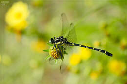 Imagem de Sieboldius albardae Selys 1886