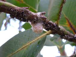 Image of broadleaf peppermint gum