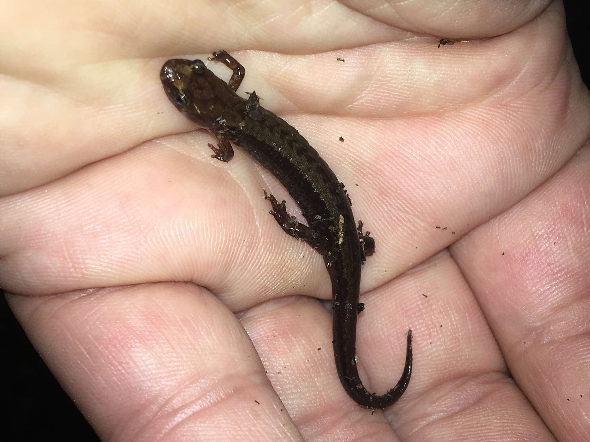 Image of Allegheny Mountain Dusky Salamander